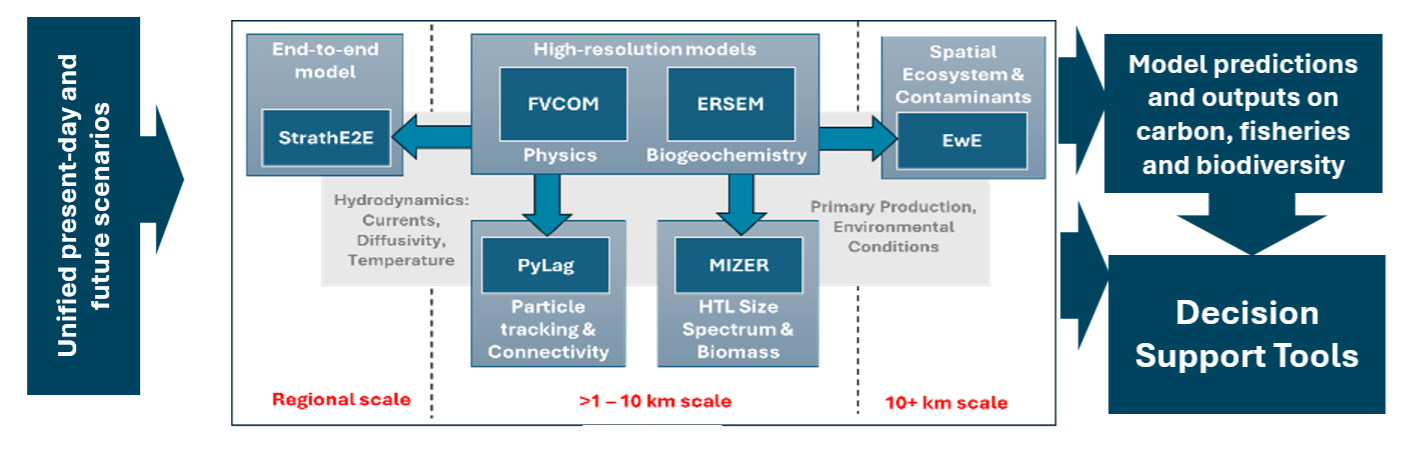 Model ensemble incorporating MAS effects